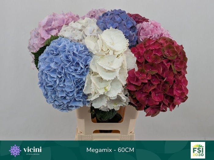 <h4>Hydrangea mix in bucket</h4>