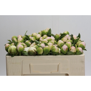 Paeonia Princess Bride