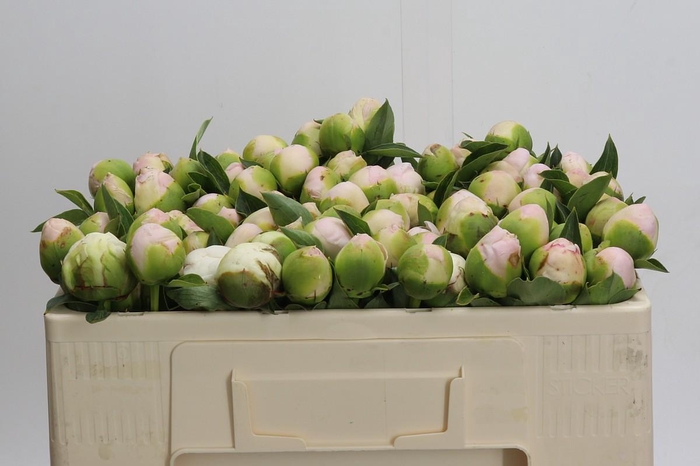 <h4>Paeonia Princess Bride</h4>