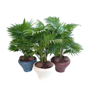 Livistona in super hoedje mix