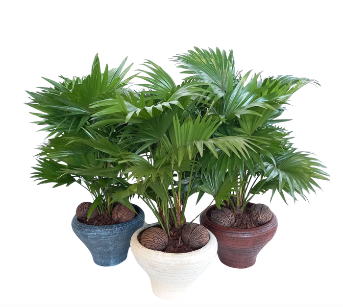 <h4>Livistona in super hoedje mix</h4>