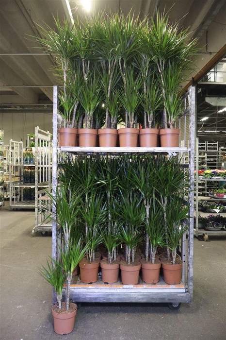 <h4>Dra Marginata</h4>