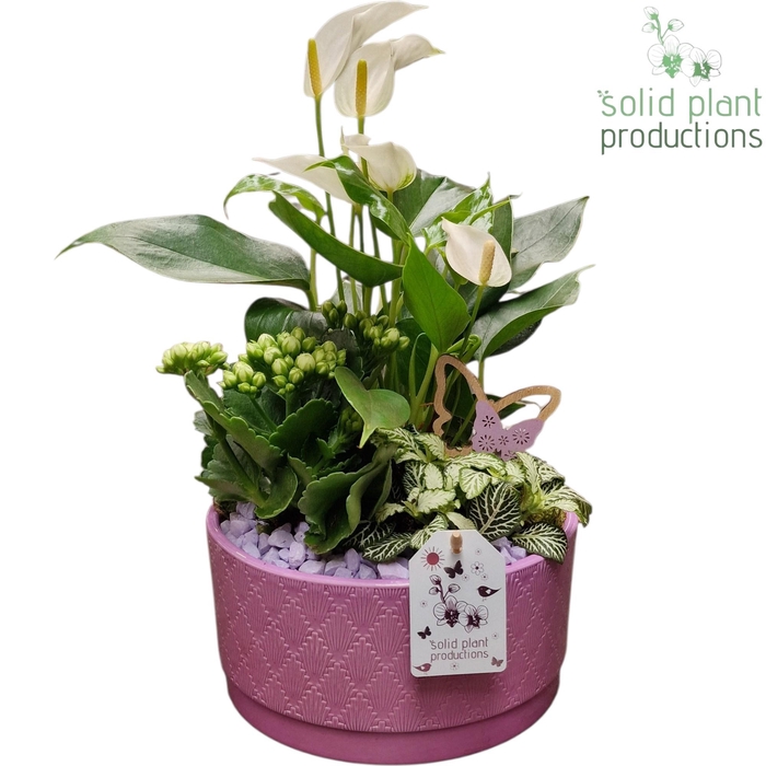 <h4>AT003 Loes Lila Anthurium</h4>