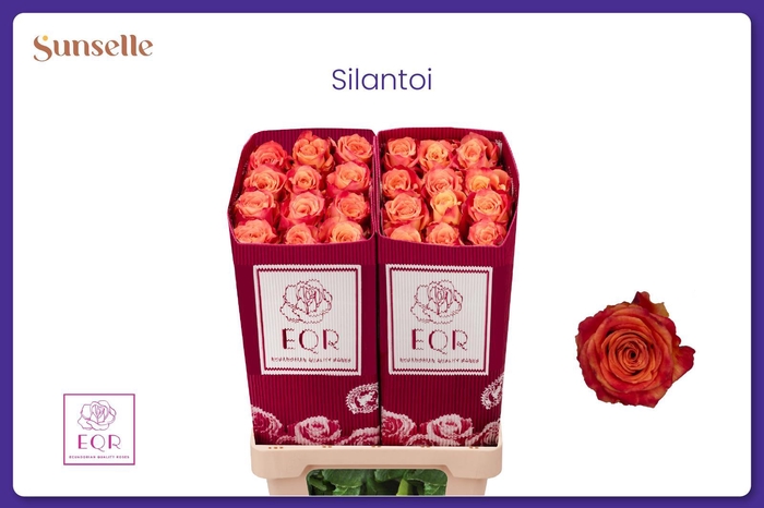 <h4>R GR SILANTOI@</h4>