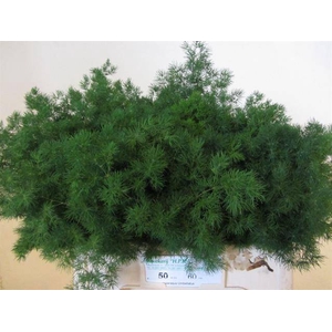 Asparagus Umbellatus X50 HPK