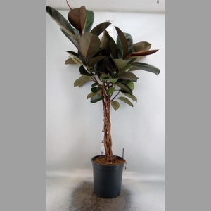 Ficus elastica 'Burgundy'