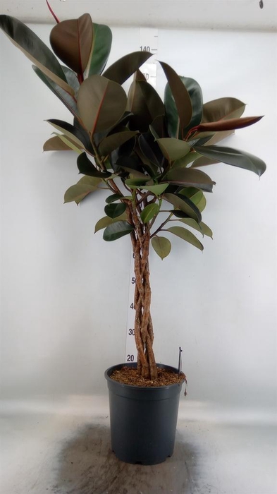 <h4>Ficus elastica 'Burgundy'</h4>