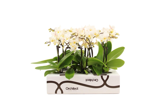 <h4>Phalaenopsis ...mini</h4>
