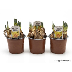 NARCISSUS INCOMPARABILIS