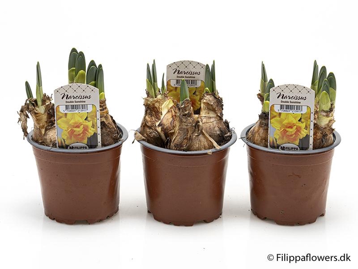 <h4>NARCISSUS INCOMPARABILIS</h4>