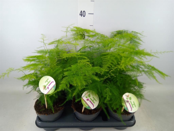 <h4>Asparagus setaceus</h4>