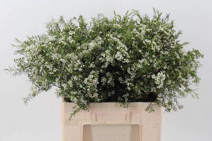 <h4>Cham Blizzard</h4>