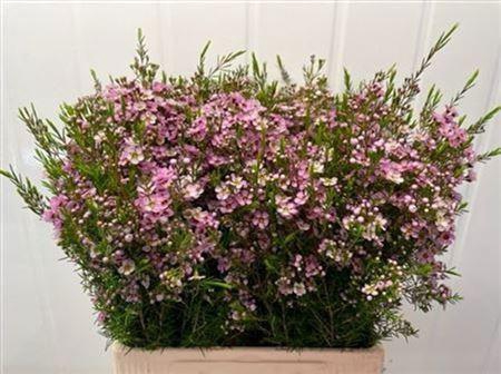 <h4>Chame Un Olivia Pink 70cm</h4>