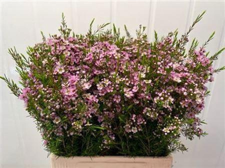 <h4>Chame Un Olivia 70cm</h4>