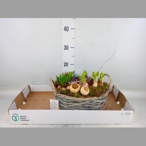 Arr.   Bol/Knolgewas L%