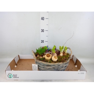 Arr.   Bol/Knolgewas L%