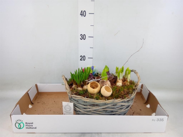 <h4>Arr. Bol/Knolgewas L%</h4>