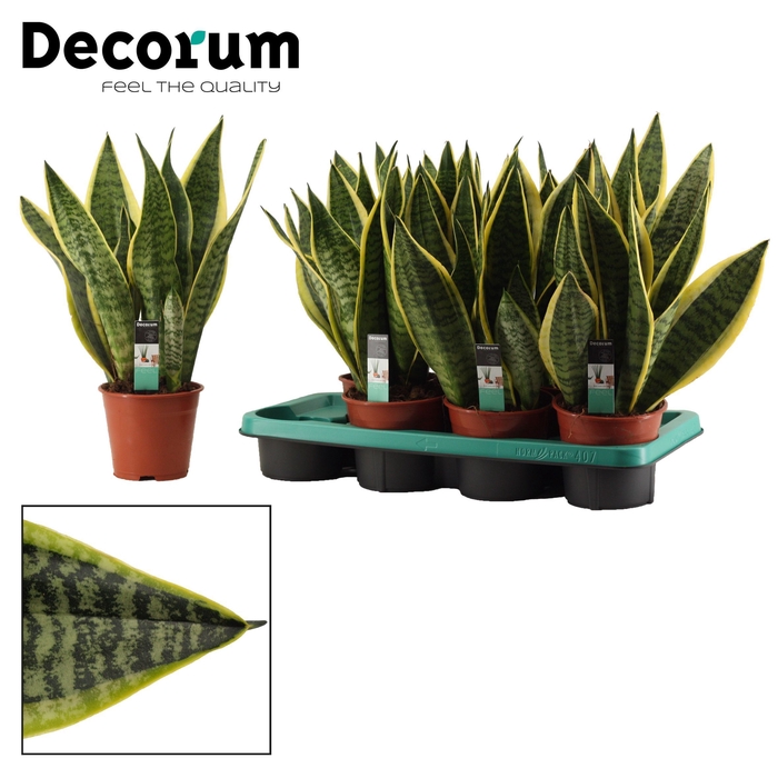 <h4>Sansevieria Superba 14 cm (Decorum)</h4>