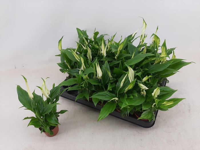 <h4>SPATH CHOPIN</h4>