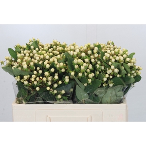 Hypericum Magical Snowprince