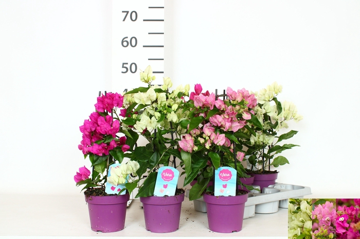 <h4>BOUGAINV OV</h4>