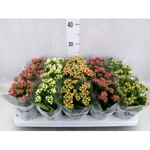 Kalanchoe blos.   ..rosebud mix  5