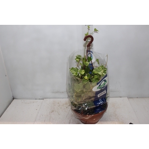 HEDERA VARIADO C21 PENDENTE