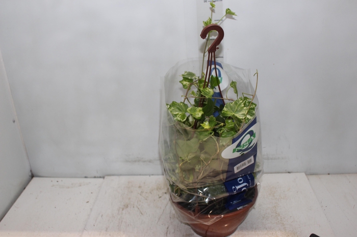 <h4>HEDERA VARIADO C21 PENDENTE</h4>