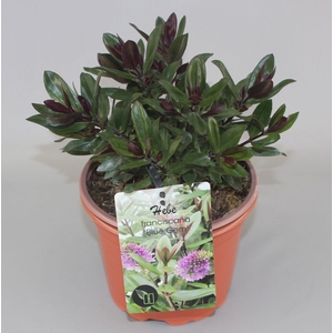 Hebe Franciscana Blue Gem C2