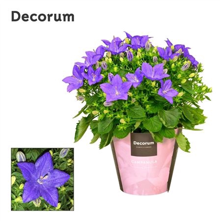 <h4>Campanula Napoli</h4>