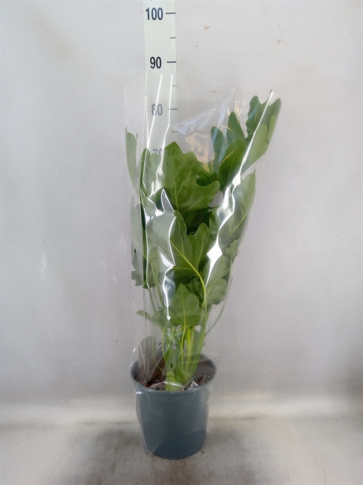 <h4>Philodendron bipinn. 'Little Hope'</h4>