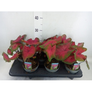 Caladium   ...