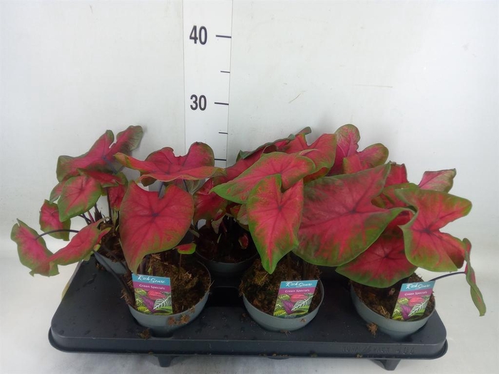 <h4>Caladium ...</h4>