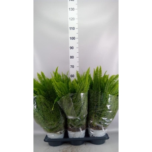 Nephrolepis exal. 'Sonata'