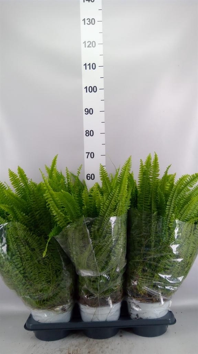 <h4>Nephrolepis exal. 'Sonata'</h4>