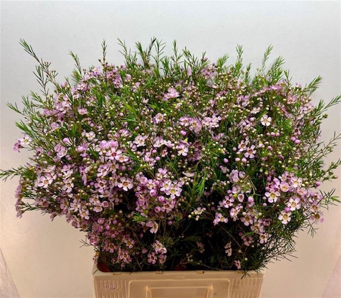 <h4>CHAME UN EARLY NIR</h4>