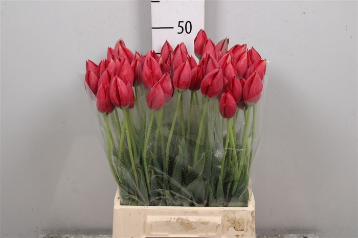 <h4>Fritillaria Ov Tulipa Acimensis</h4>