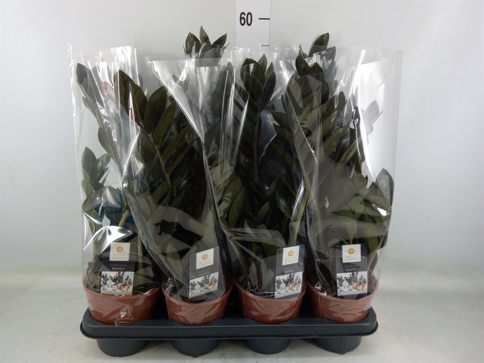 <h4>Zamioculcas zamiifolia 'Dowon'</h4>