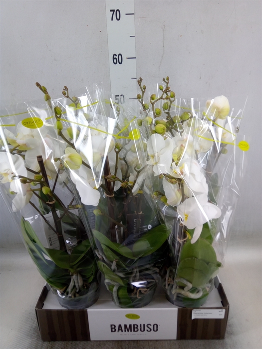 <h4>Phalaenopsis   ...white</h4>