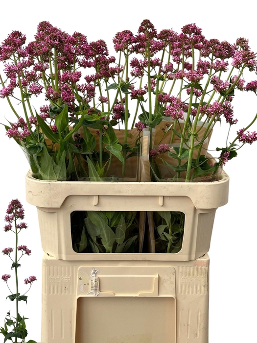 CENTRANTHUS RUBER ROSEUS 080CM