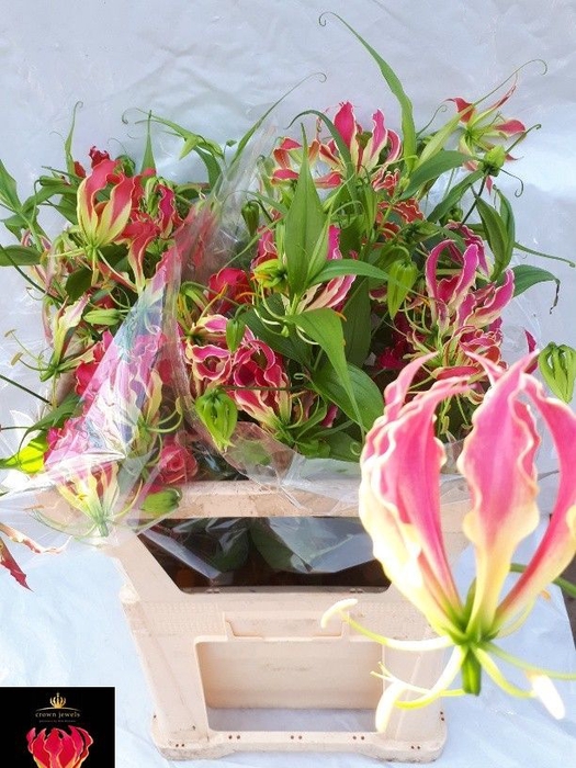 GLORIOSA EXOT PINK