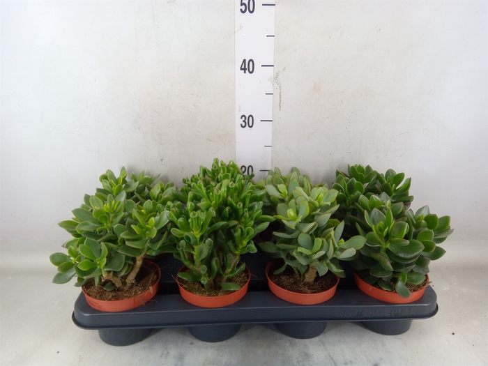 <h4>Crassula   ...mix</h4>