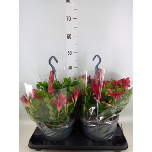 Mandevilla am. 'Sundav Burgundy'