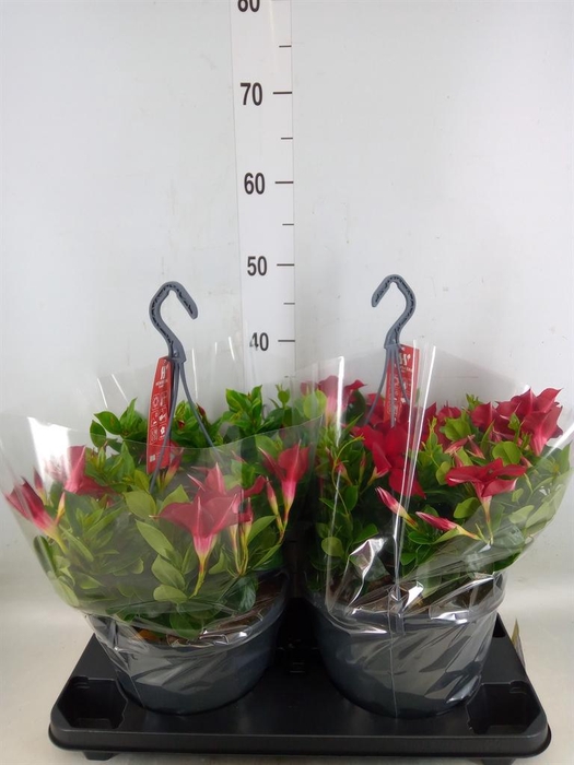 <h4>Mandevilla am. 'Sundav Burgundy'</h4>