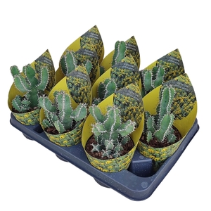 EUPHORBIA POLYACANTHA-POT Ø 10,5 WITH POTCOVER