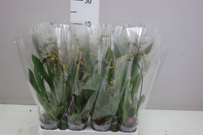 <h4>Oncidium Cascade 1 Tak A2</h4>
