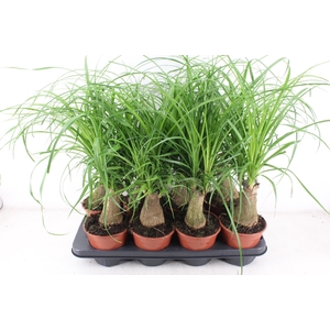 arr3 CP - Beaucarne 408/8