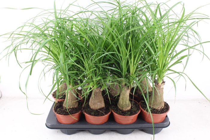 <h4>arr3 CP - Beaucarne 408/8</h4>