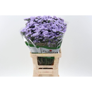 Limonium sinuatum 'Blue Birds'