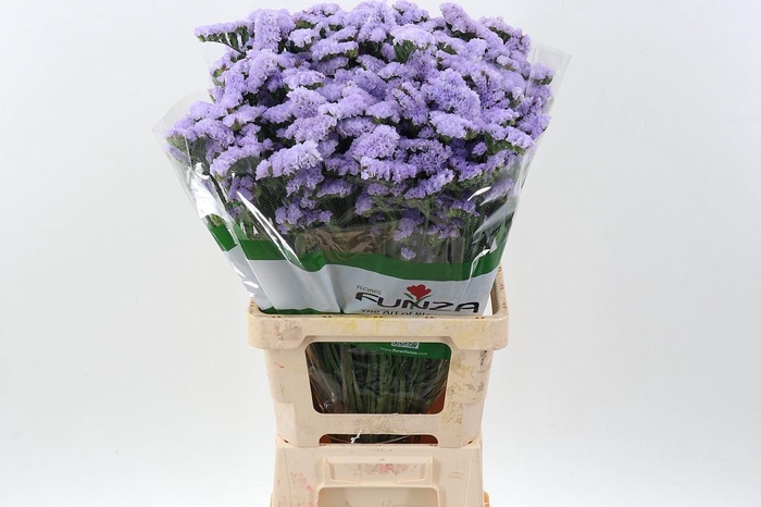 <h4>LIMONIUM SINUATUM 'BLUE BIRDS'</h4>